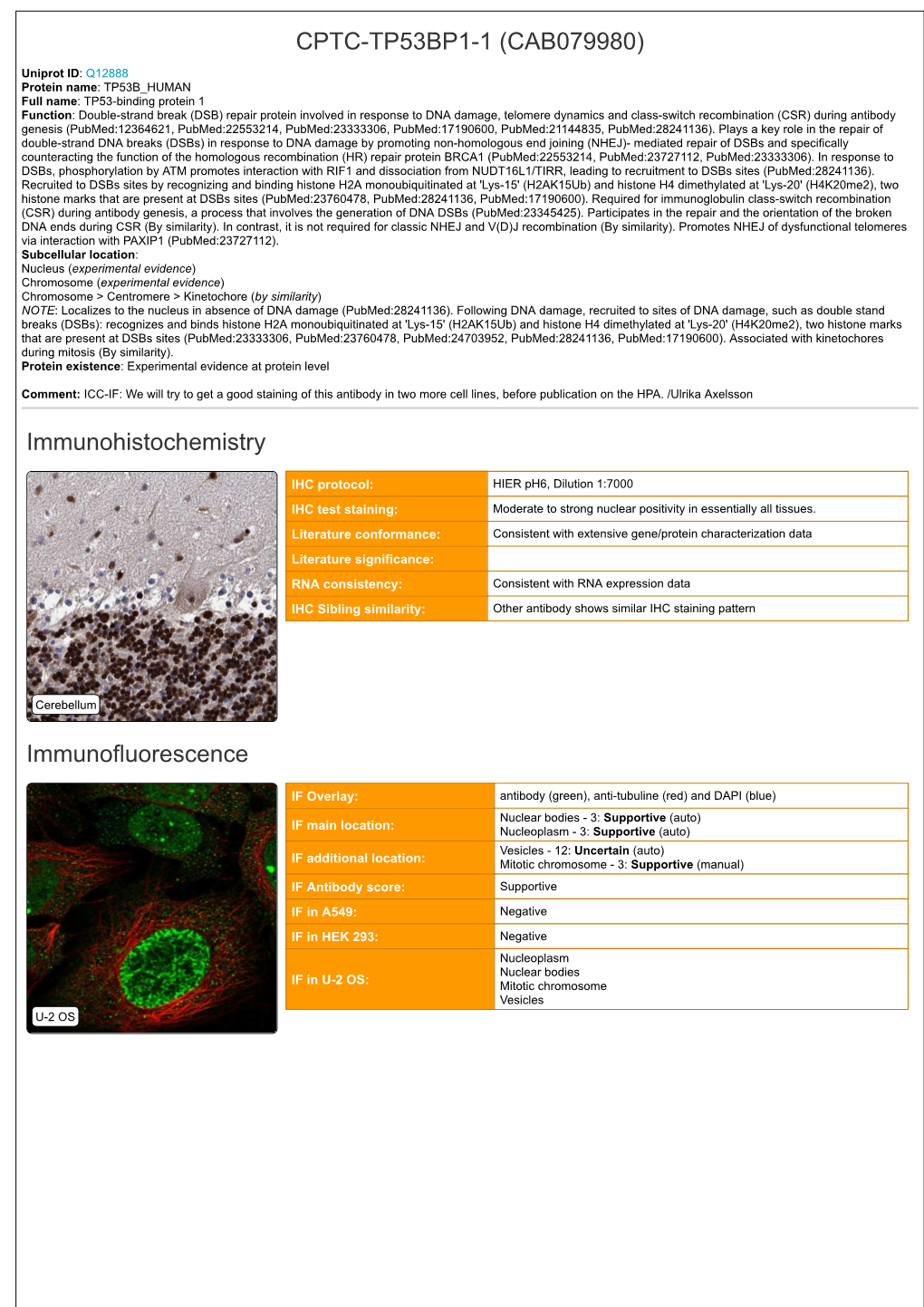 CPTC-TP53BP1-1 (CAB079980) Immunohistochemistry Immunofluorescence