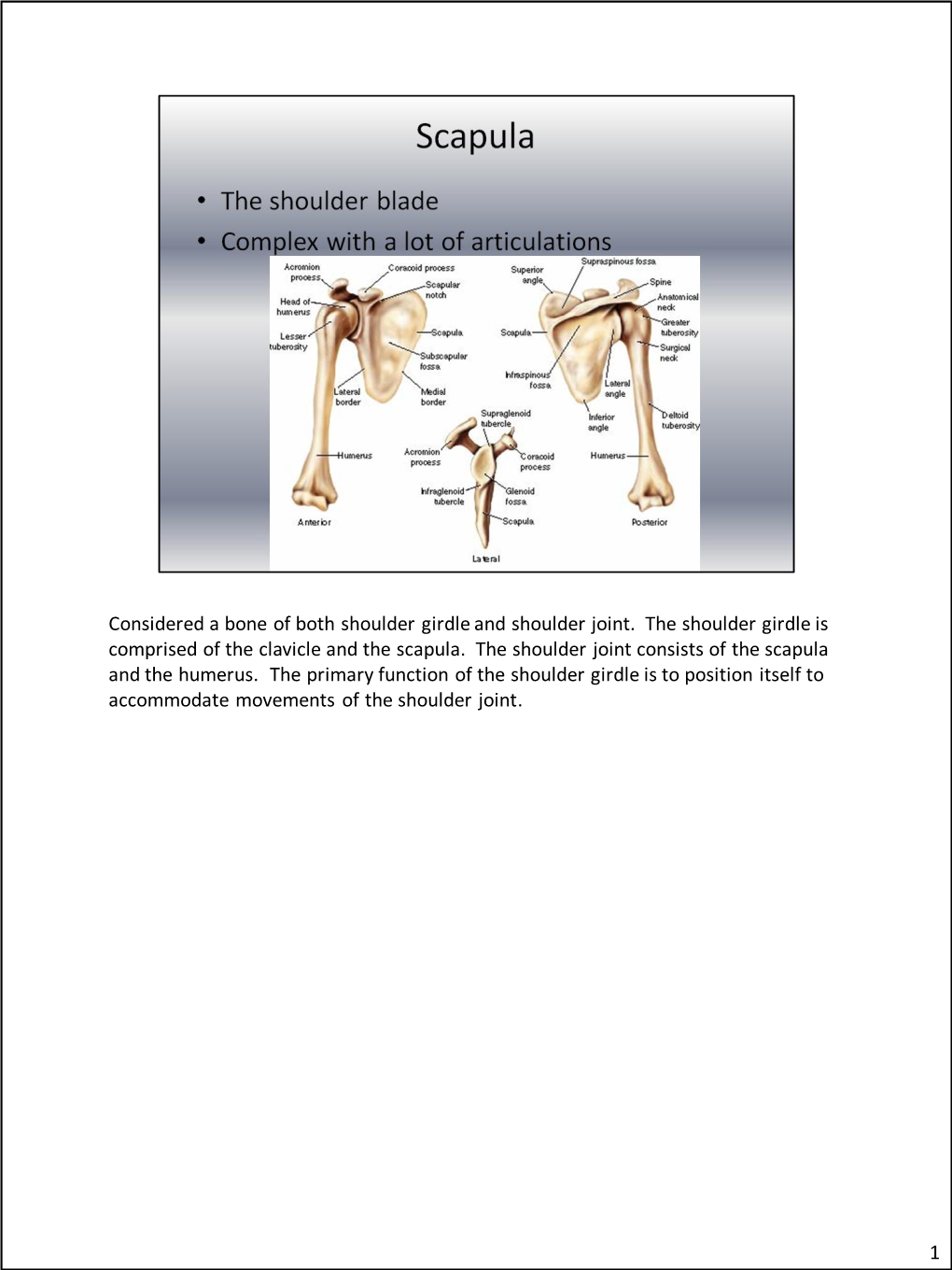 Considered a Bone of Both Shoulder Girdle and Shoulder Joint. the Shoulder Girdle Is Comprised of the Clavicle and the Scapula