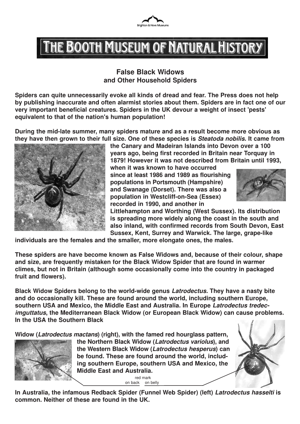 False Black Widows and Other Household Spiders