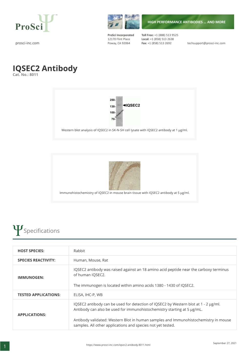 IQSEC2 Antibody Cat
