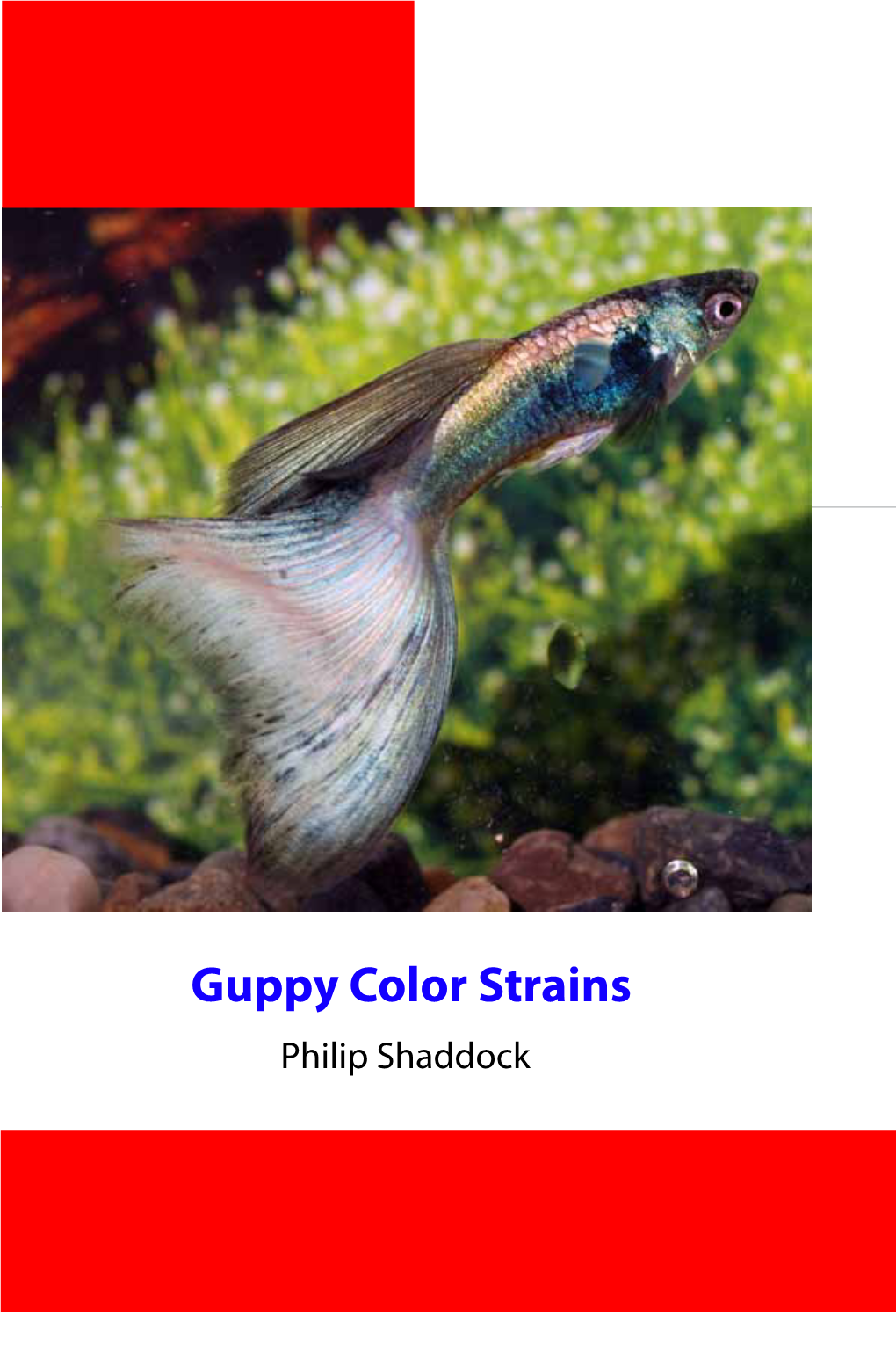 Guppy Color Strains