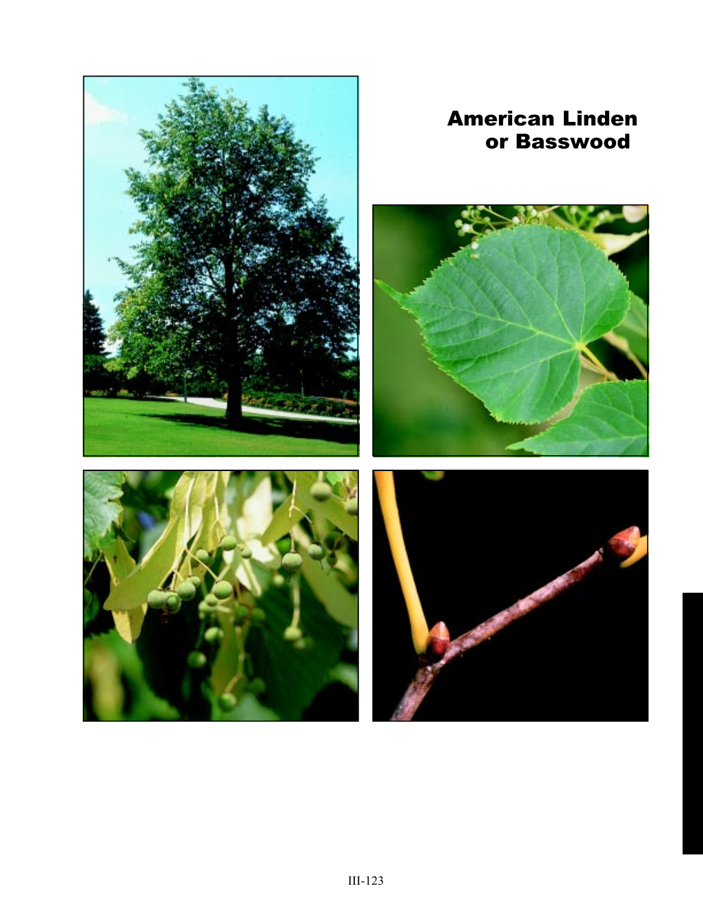 American Linden Or Basswood