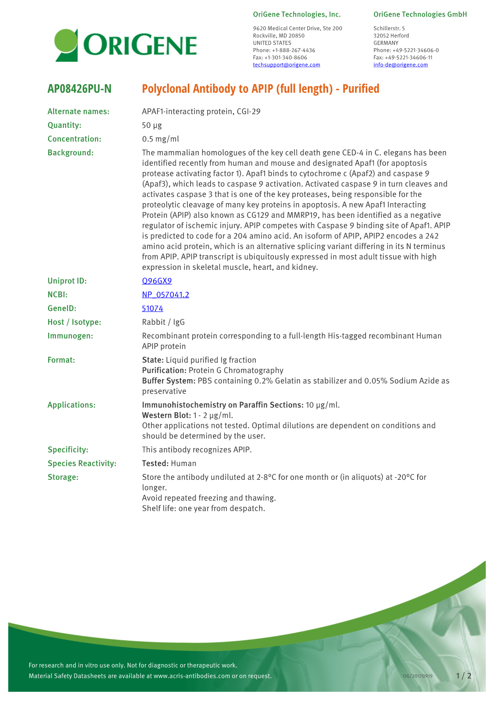 Polyclonal Antibody to APIP (Full Length) - Purified