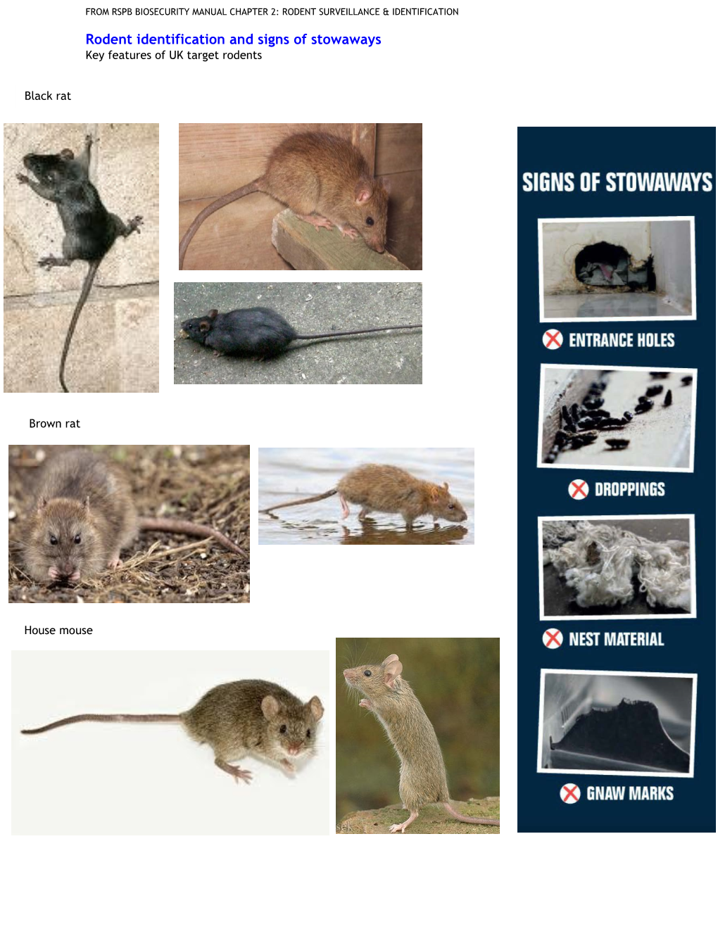 Rodent Identification and Signs of Stowaways Key Features of UK Target Rodents