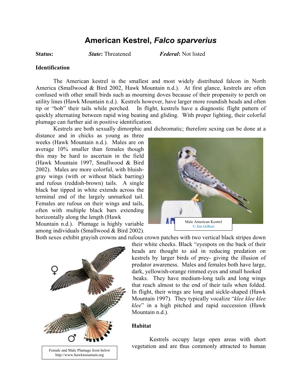 American Kestrel, Falco Sparverius