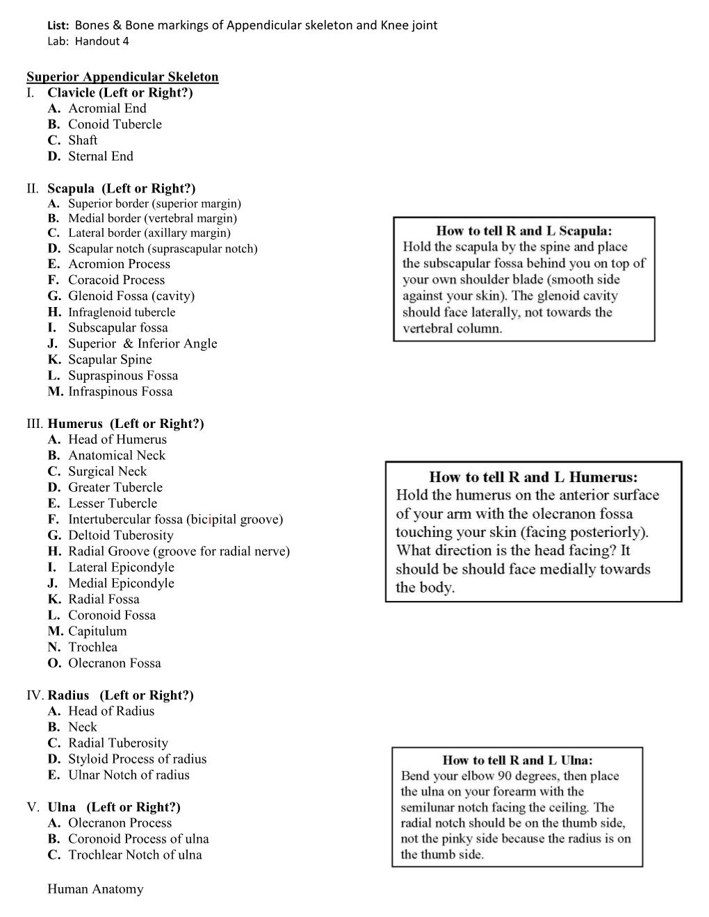 List: Bones & Bone Markings of Appendicular Skeleton and Knee