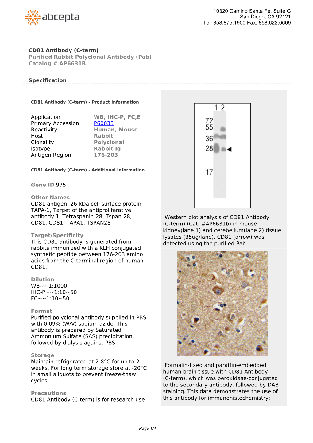 CD81 Antibody (C-Term) Purified Rabbit Polyclonal Antibody (Pab) Catalog # AP6631B