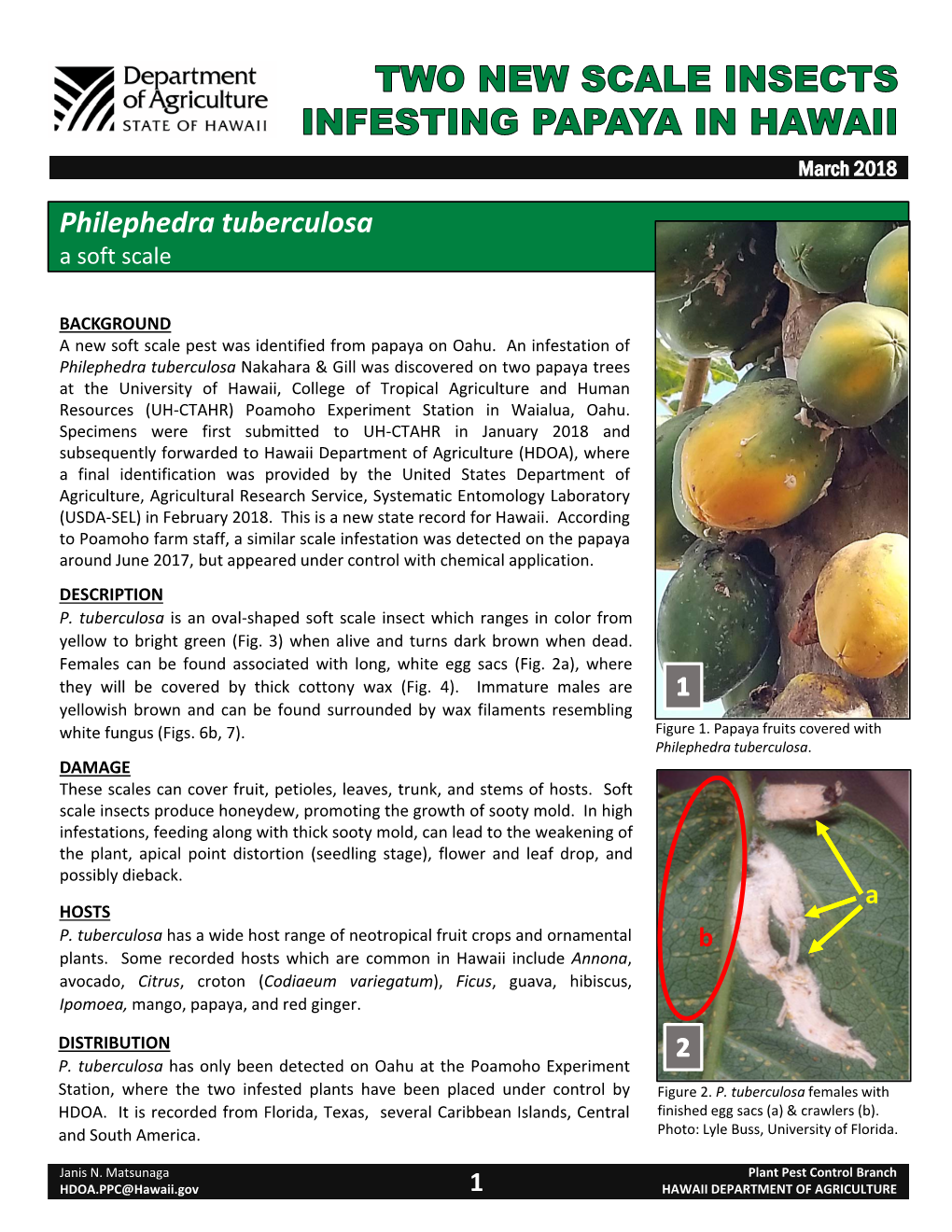 Philephedra Tuberculosa a Soft Scale