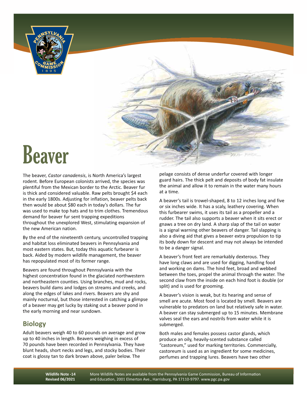 Beaver Wildlife Note