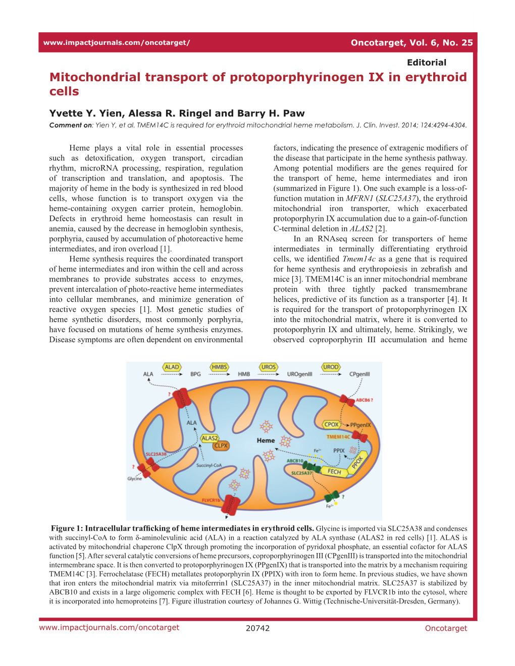 Mitochondrial Transport of Protoporphyrinogen IX in Erythroid Cells