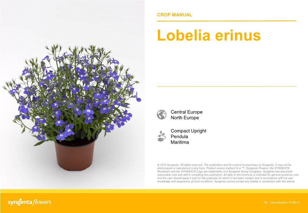 Lobelia Erinus