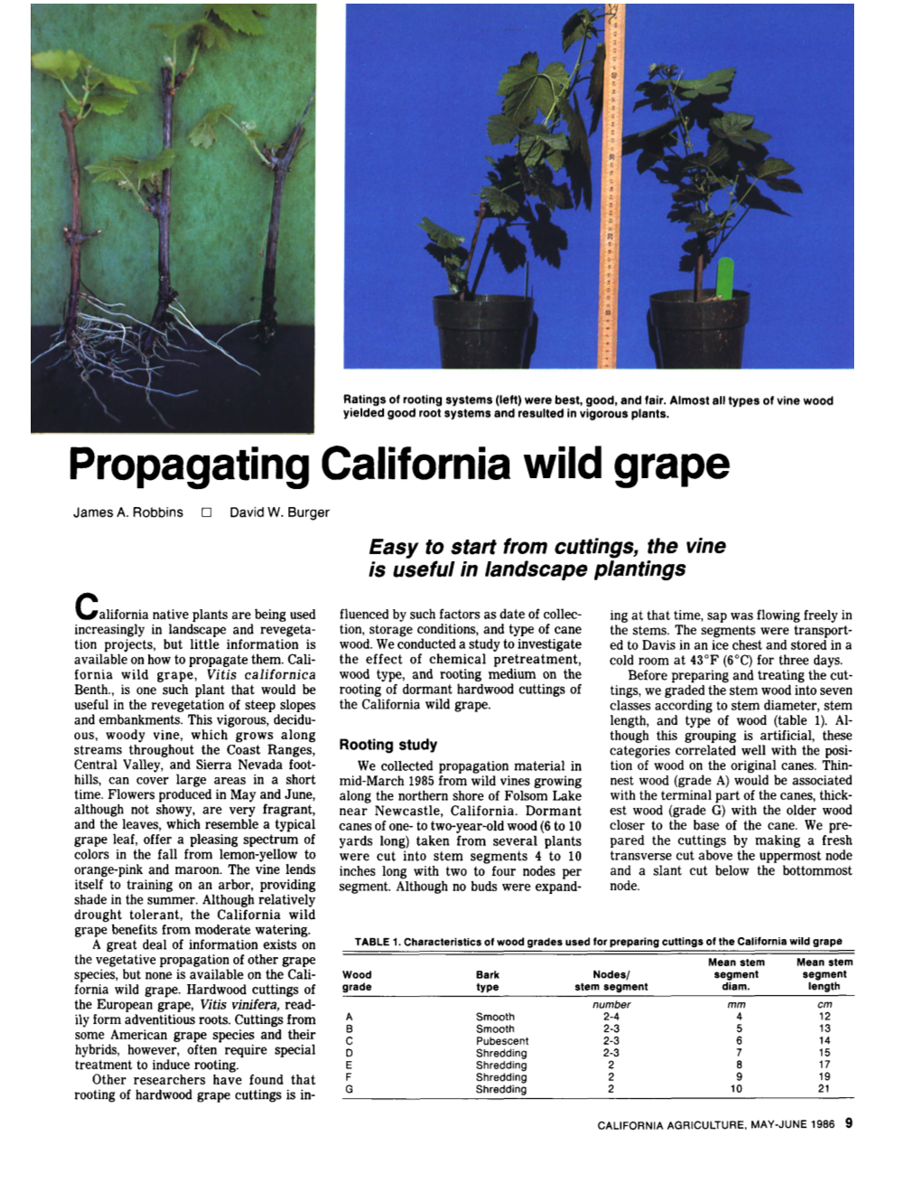 Propagating California Wild Grape