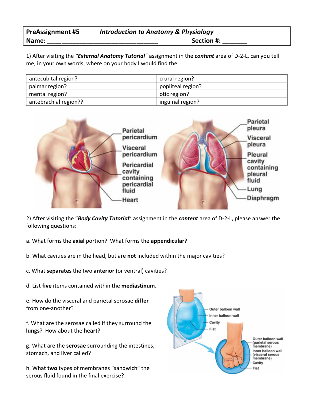 Preassignment #5 Introduction to Anatomy & Physiology Name