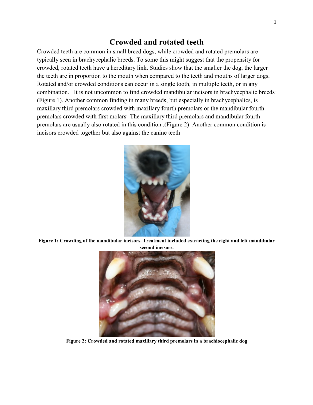 Crowded and Rotated Teeth Crowded Teeth Are Common in Small Breed Dogs, While Crowded and Rotated Premolars Are Typically Seen in Brachycephalic Breeds