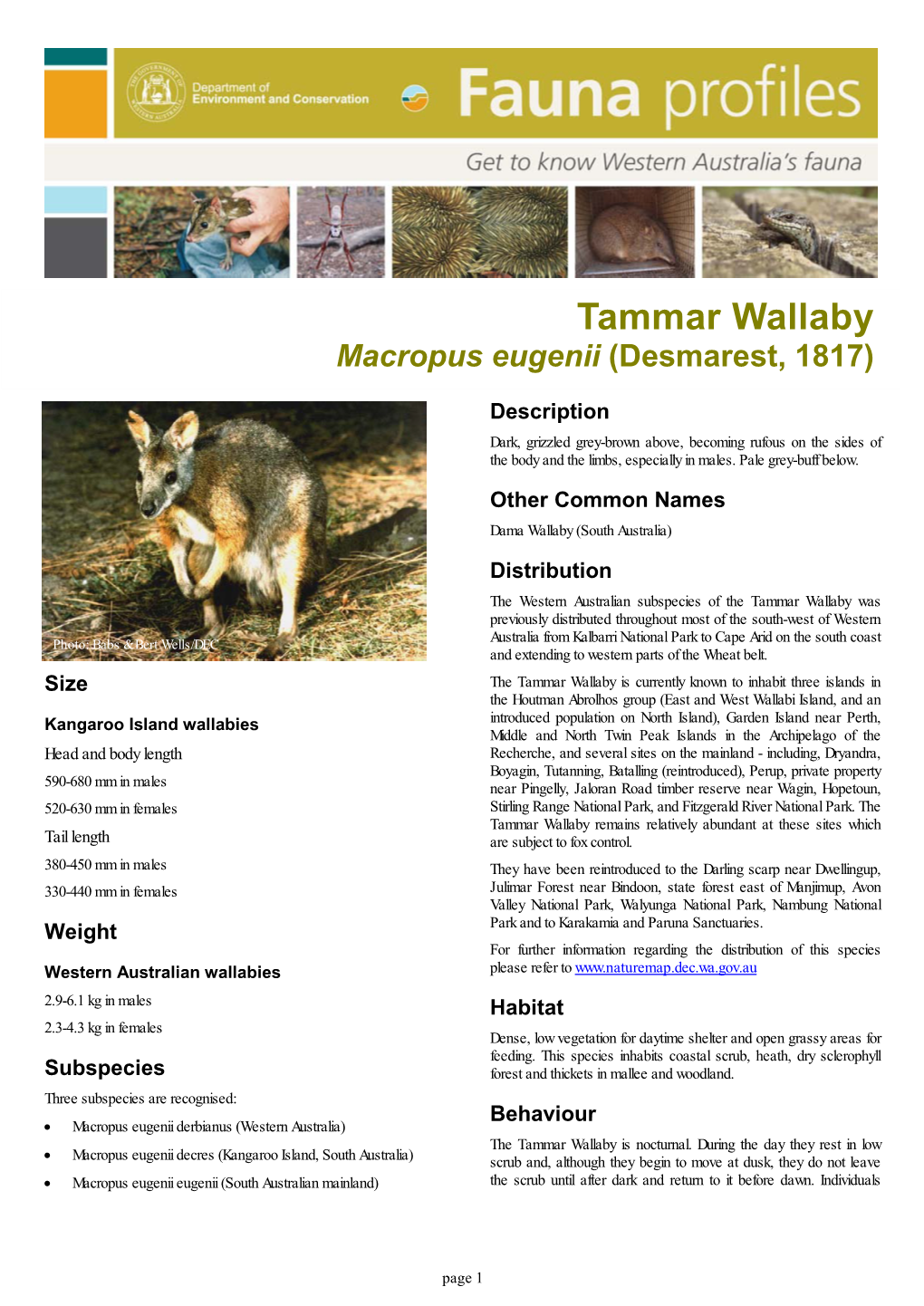 Tammar Wallaby Macropus Eugenii (Desmarest, 1817)