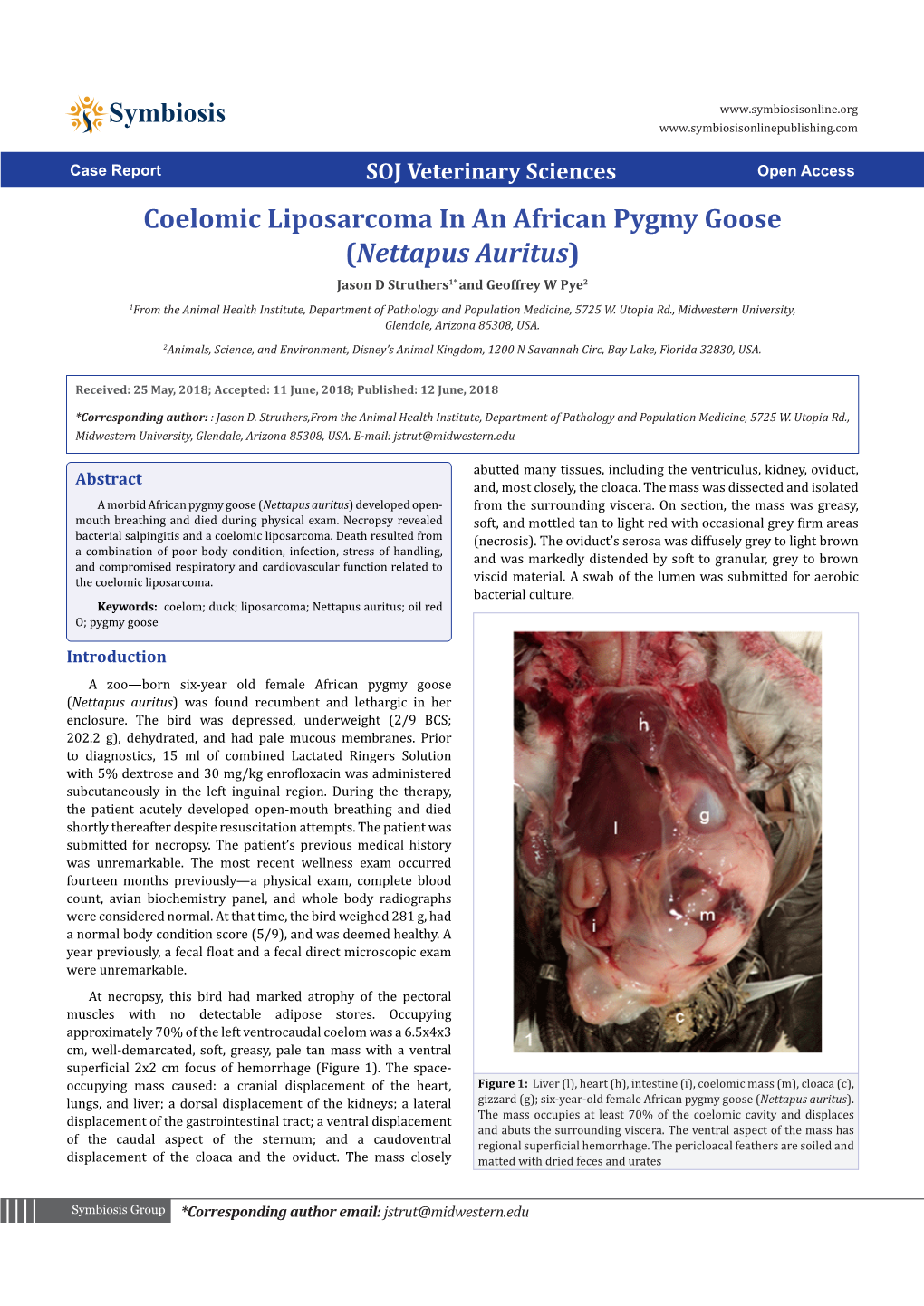 Coelomic Liposarcoma in an African Pygmy Goose (Nettapus Auritus)