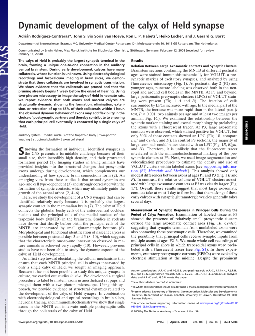 Dynamic Development of the Calyx of Held Synapse