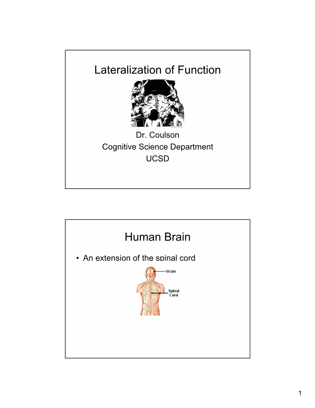 Lateralization of Function Human Brain