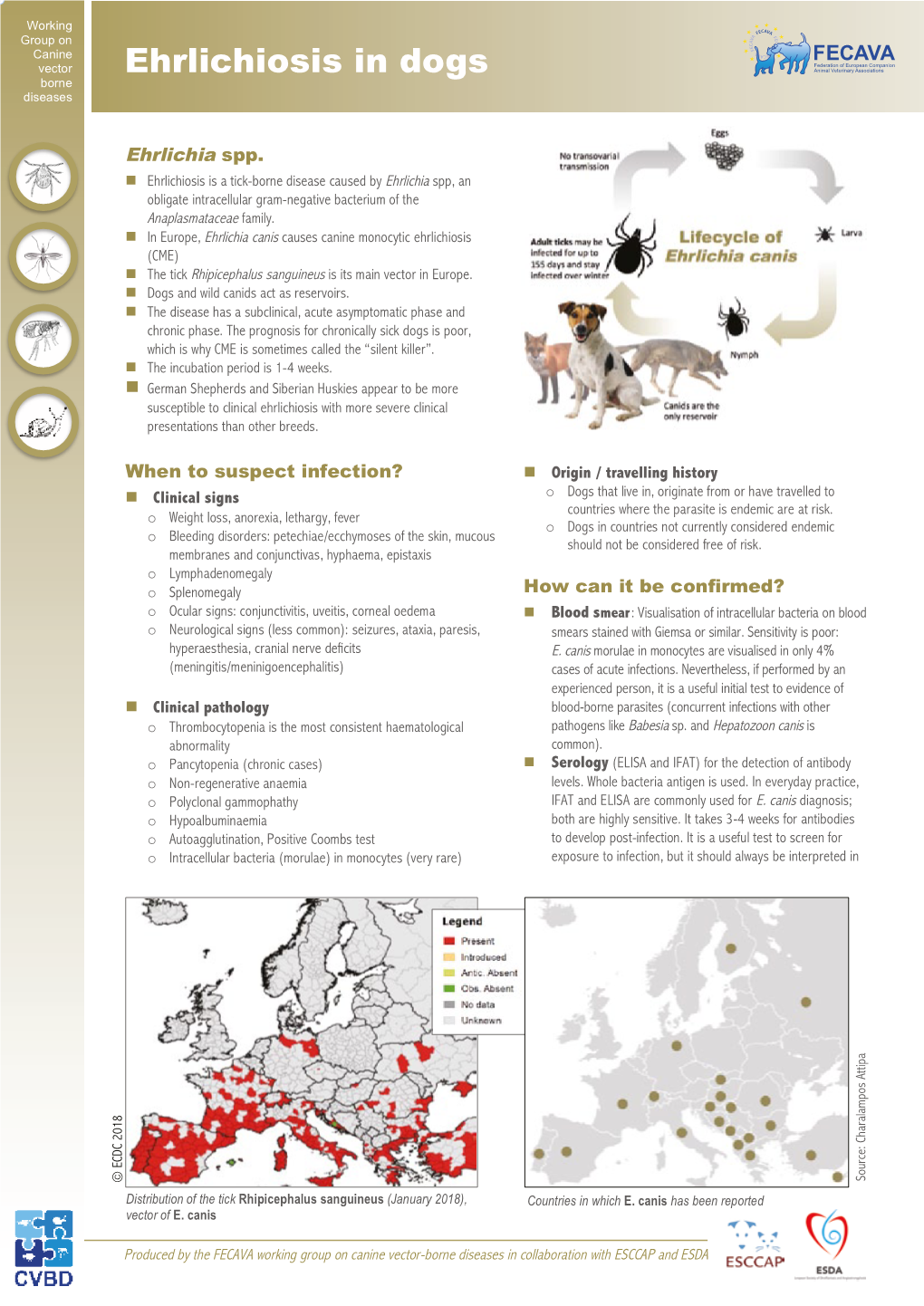 Ehrlichiosis in Dogs Animal Veterinary Associations Borne Diseases