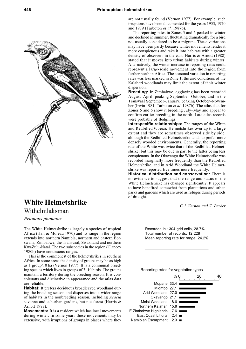 White Helmetshrike