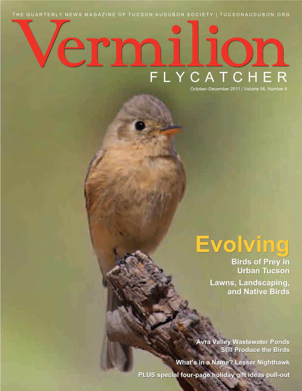 OCTOBER–DECEMBER 2011 Vermilion Flycatcher