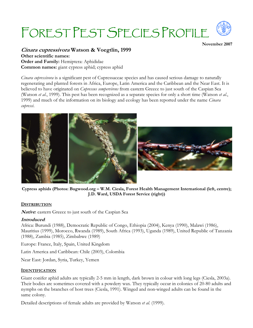Cinara Cupressivora W Atson & Voegtlin, 1999 Other Scientific Names: Order and Family: Hemiptera: Aphididae Common Names: Giant Cypress Aphid; Cypress Aphid