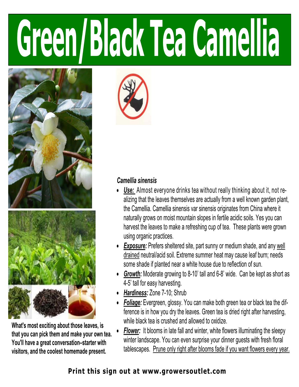 Camellia Sinensis • Use: Almost Everyone Drinks Tea Without Really