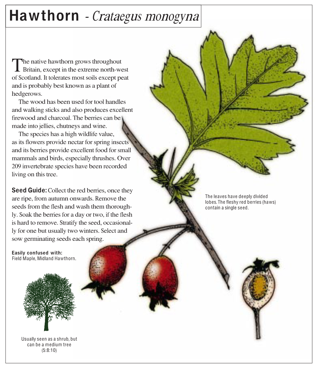 Midlan Hawthorn