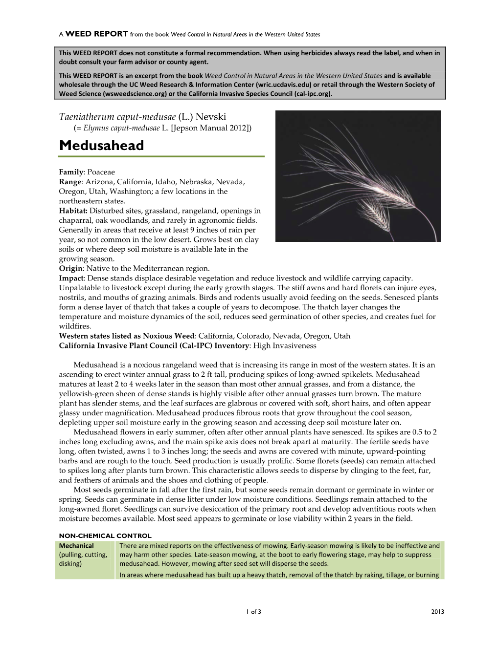 Taeniatherum Caput-Medusae (L.) Nevski (= Elymus Caput-Medusae L