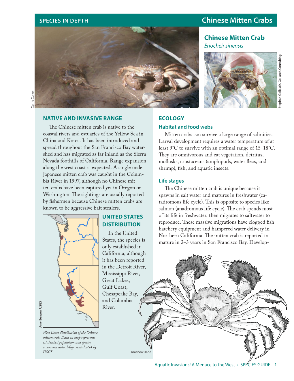 Chinese Mitten Crab Eriocheir Sinensis Carrie Culver Stephan Gollasch, Gollaschstephan Consulting