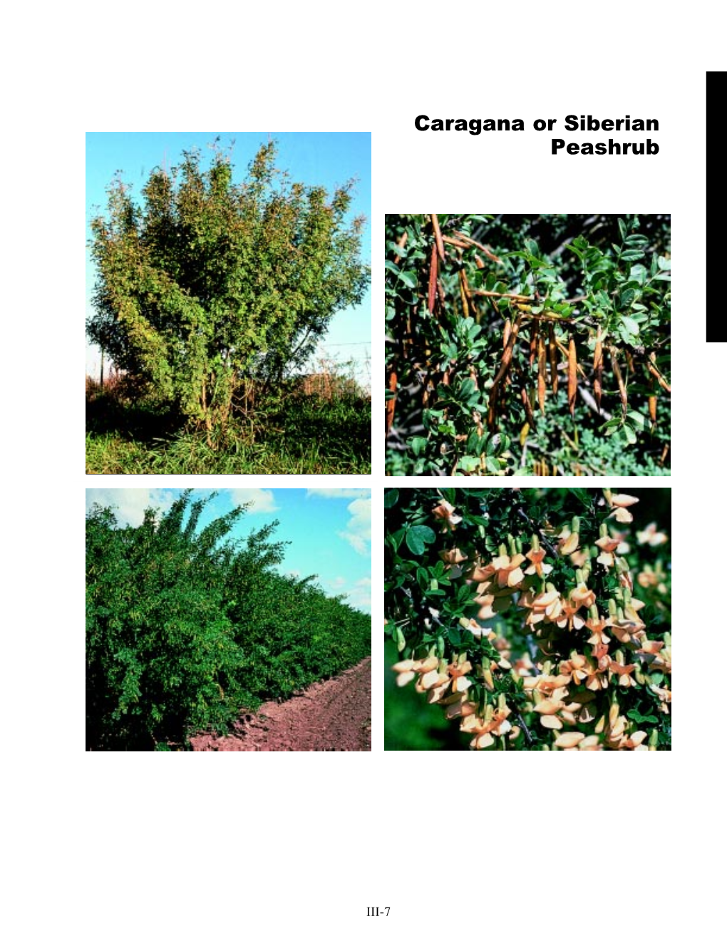 Caragana Or Siberian Peashrub