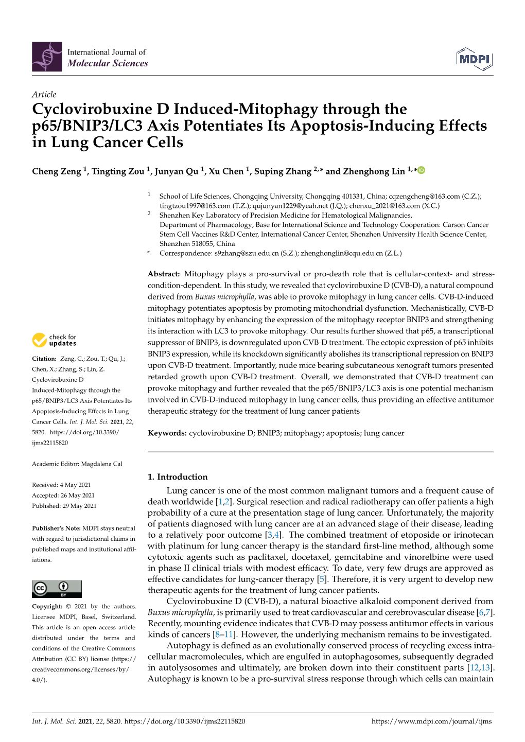 Cyclovirobuxine D Induced-Mitophagy Through the P65/BNIP3/LC3 Axis Potentiates Its Apoptosis-Inducing Effects in Lung Cancer Cells