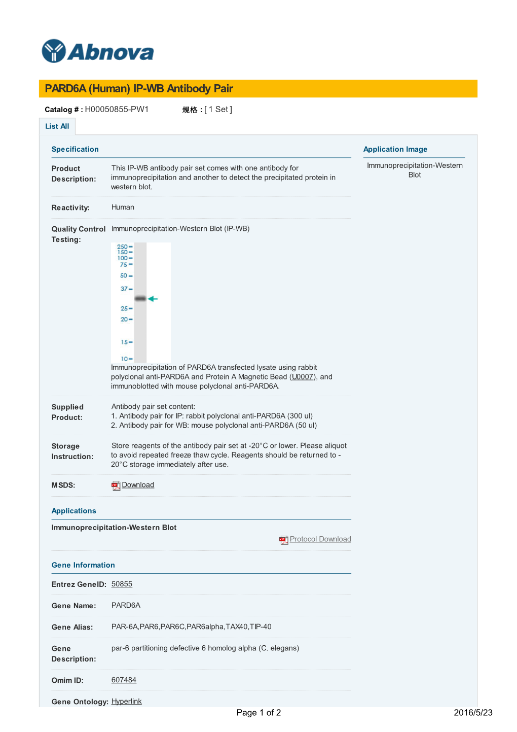 PARD6A (Human) IP-WB Antibody Pair