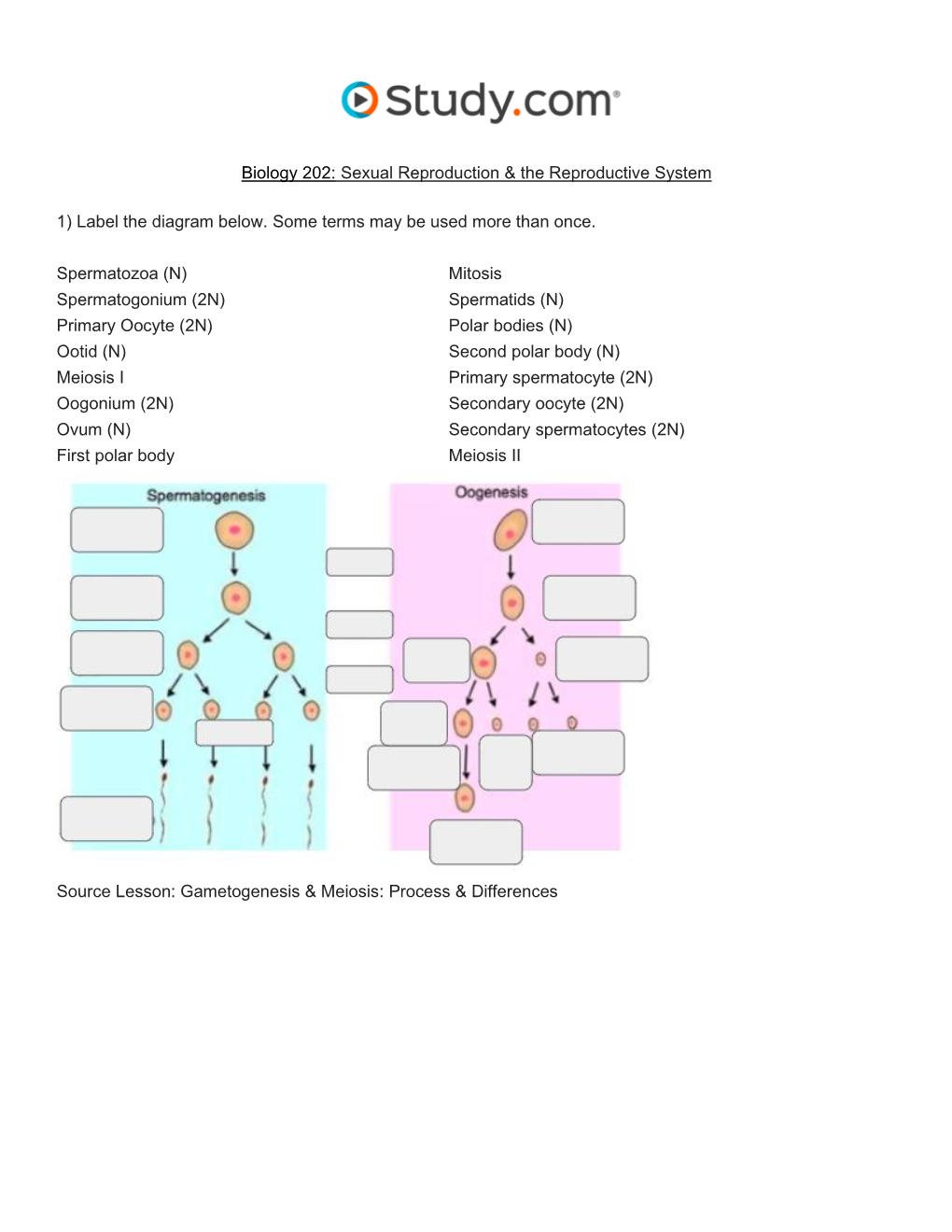 Sexual Reproduction & the Reproductive System Visual