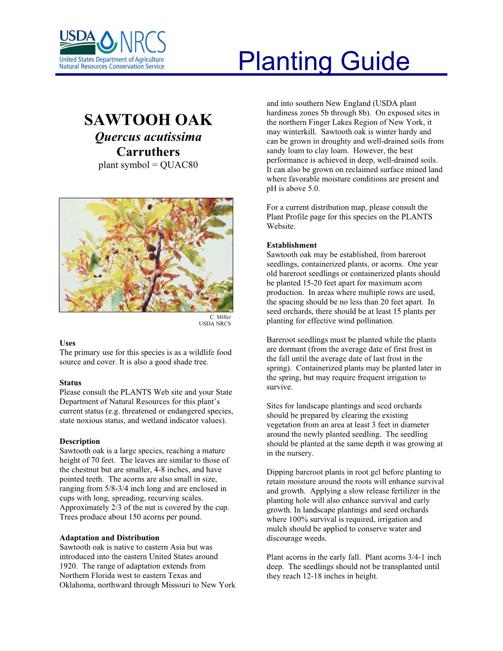 Sawtooth Oak Planting Guide