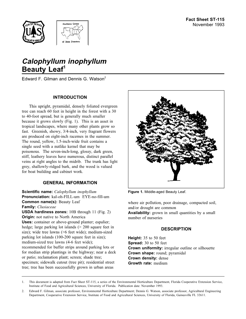 Calophyllum Inophyllum Beauty Leaf1 Edward F