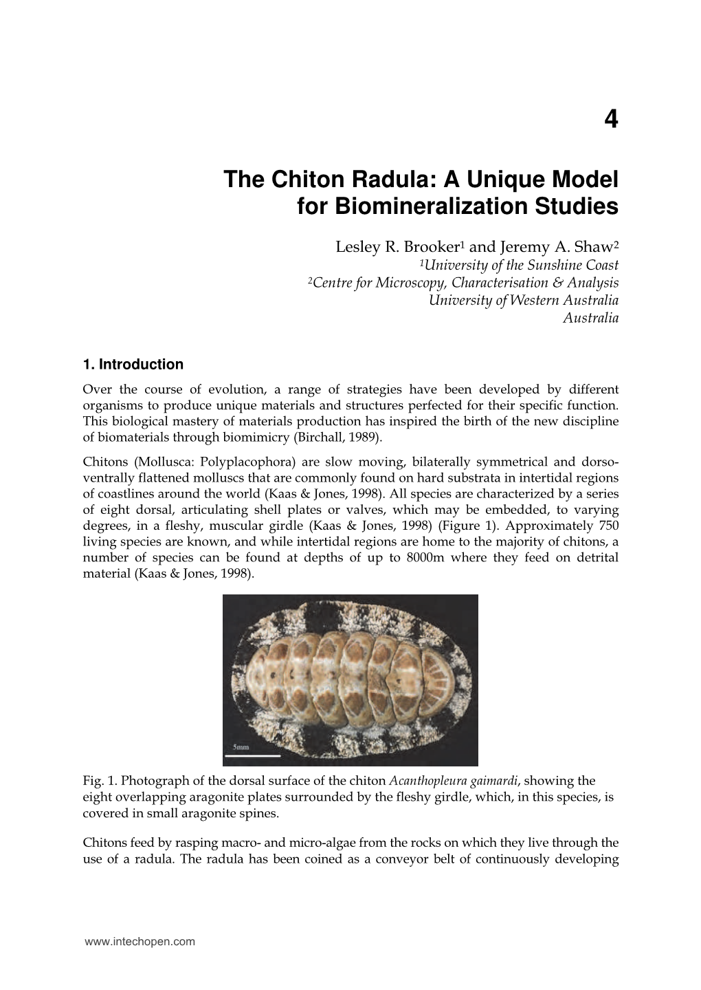 The Chiton Radula: a Unique Model for Biomineralization Studies