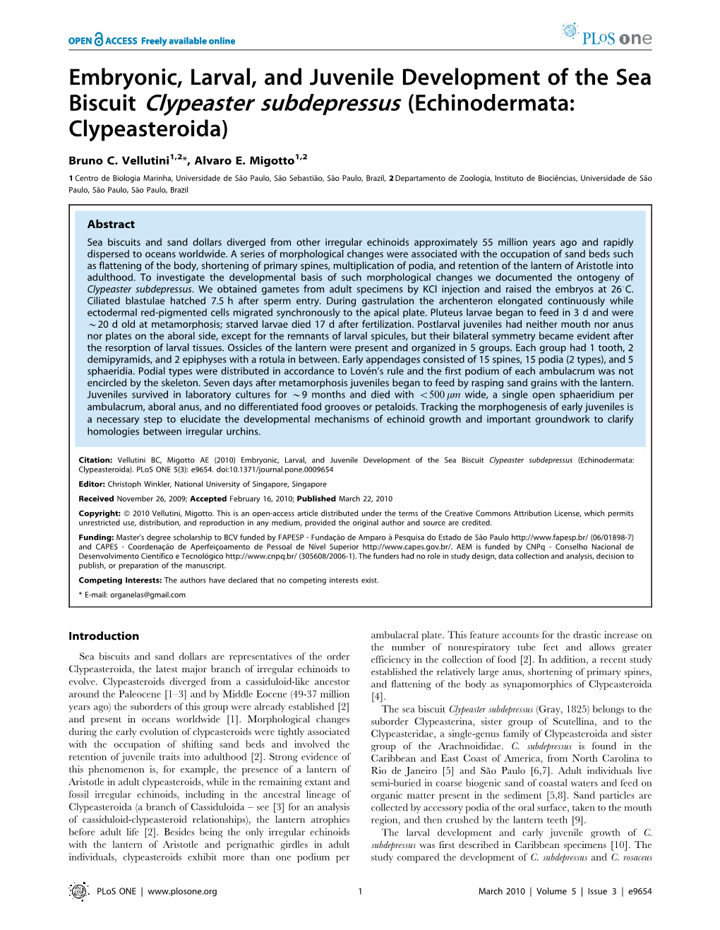 Biscuit Clypeaster Subdepressus (Echinodermata: Clypeasteroida)