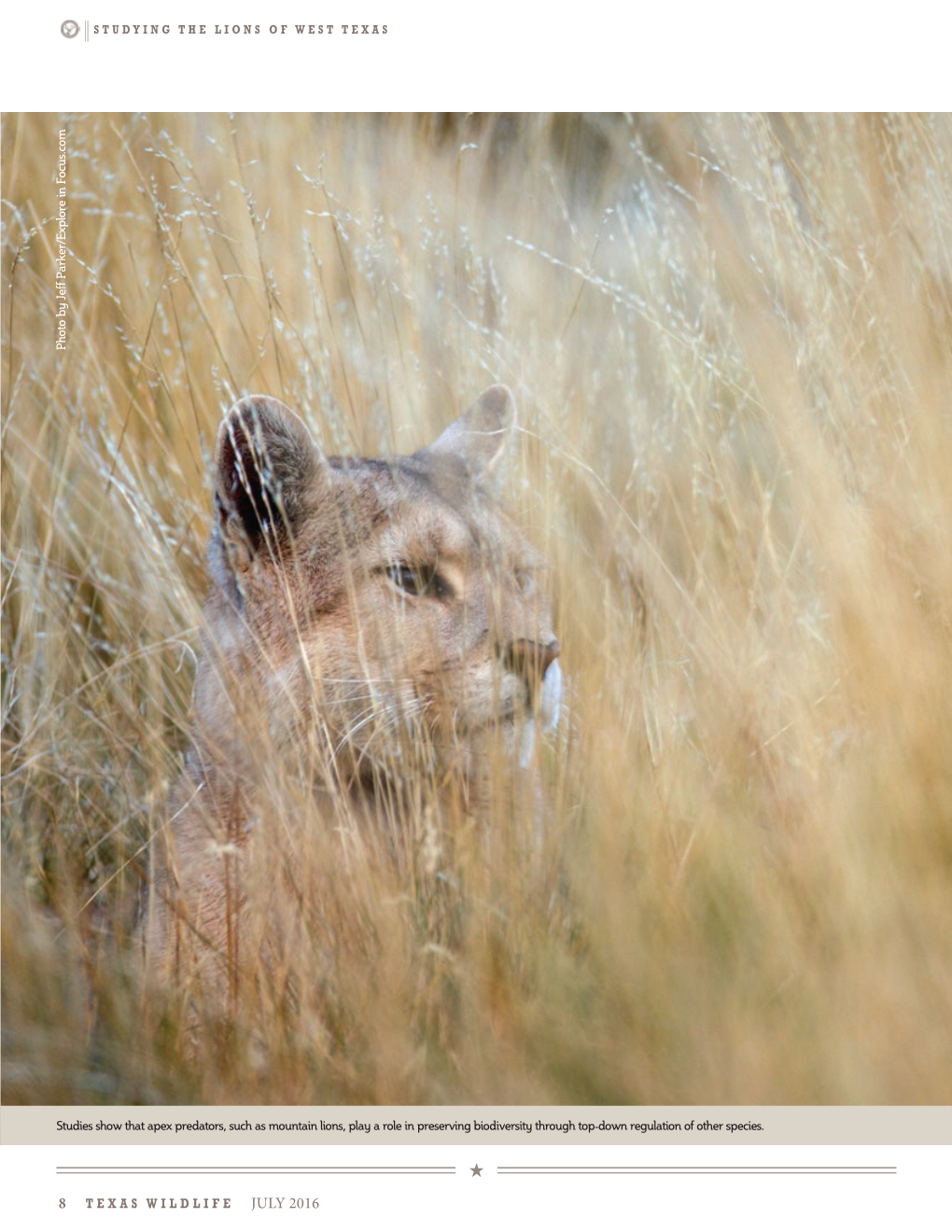 THE LIONS of WEST TEXAS Photo by Jeff Parker/Explore in Focus.Com