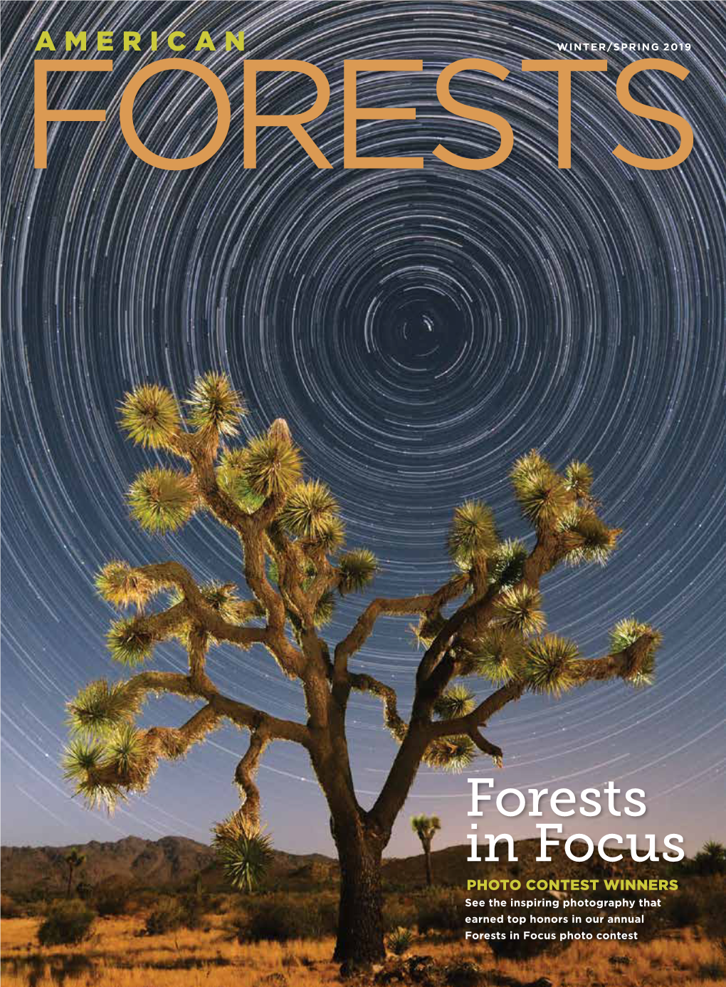 Forests in Focus