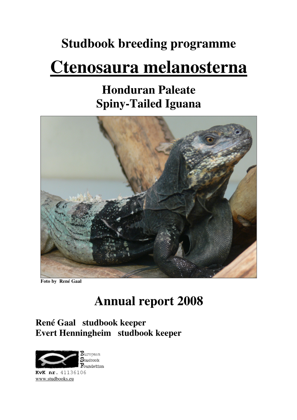 Ctenosaura Melanosterna