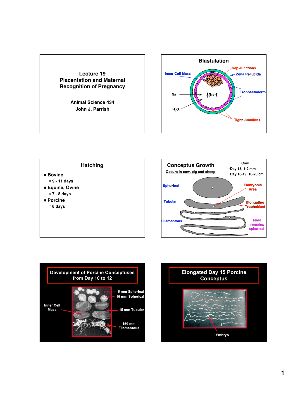 Lecture 19 Placentation and Maternal Recognition of Pregnancy