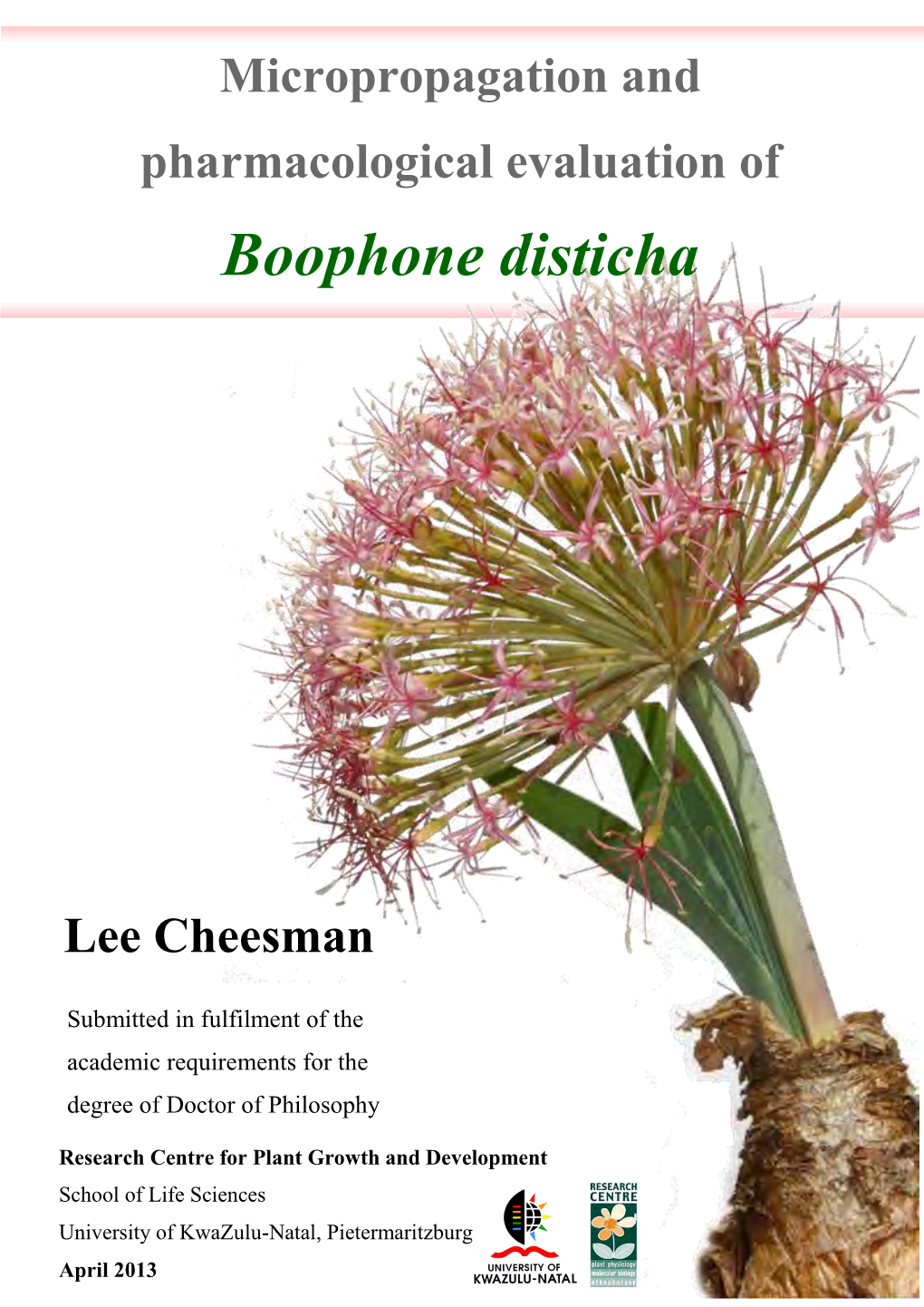 Boophone Disticha