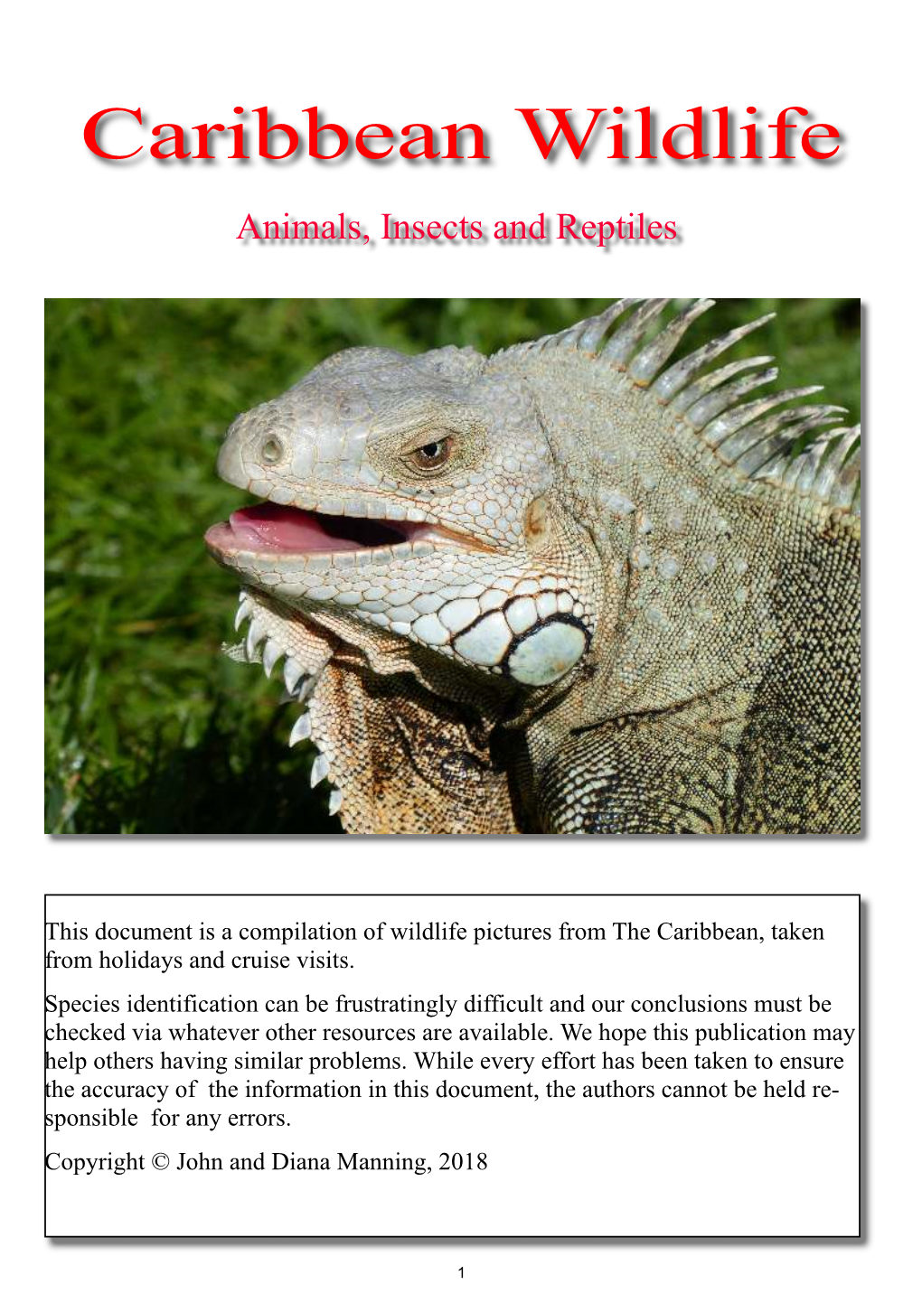Caribbean Wildlife Animals and Insects