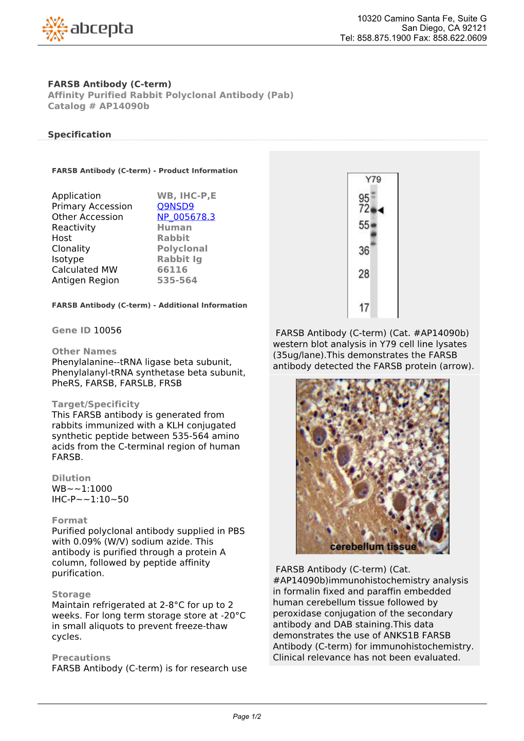 FARSB Antibody (C-Term) Affinity Purified Rabbit Polyclonal Antibody (Pab) Catalog # Ap14090b