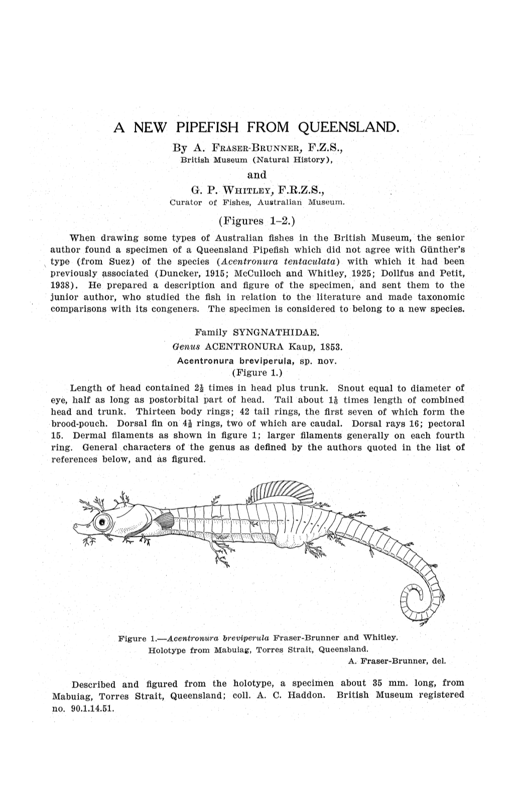 A New Pipefish from Queensland