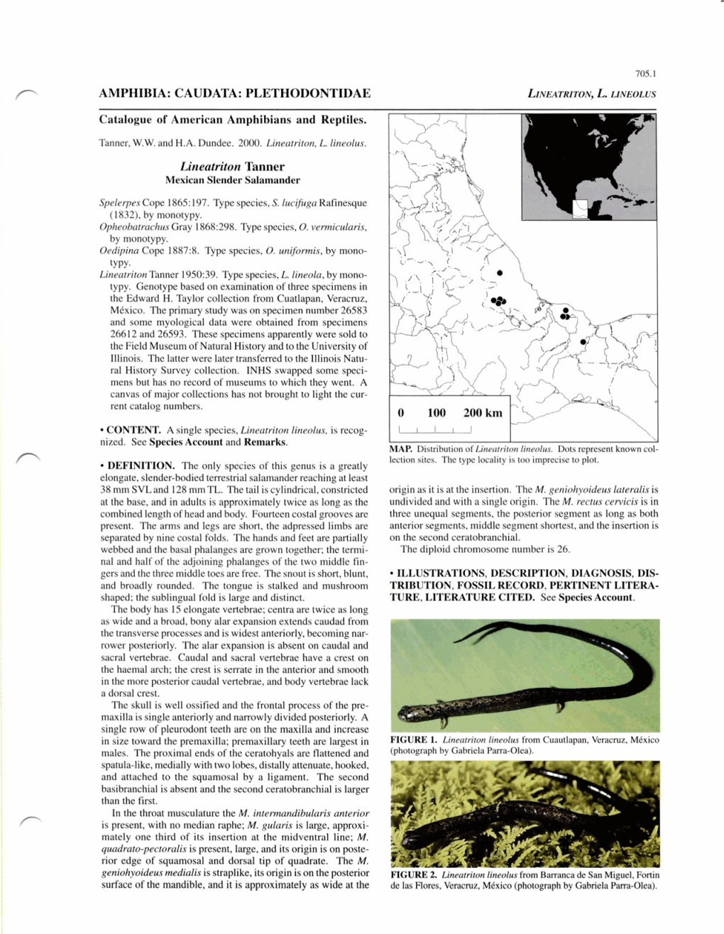 AMPHIBIA: CAUDATA: PLETHODONTIDAE Lineatriton