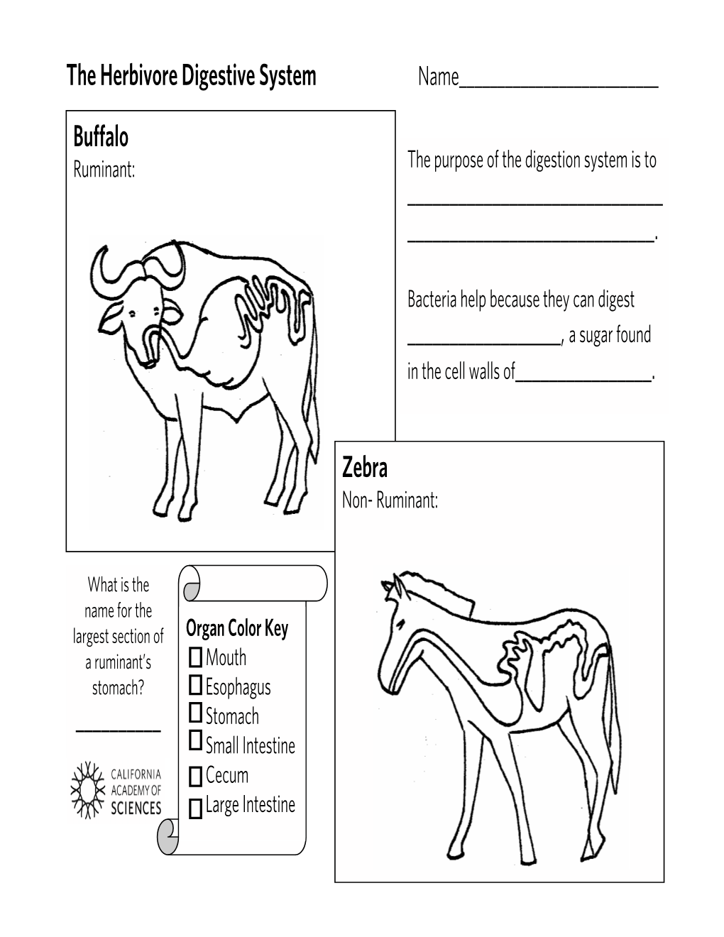 The Herbivore Digestive System Buffalo Zebra