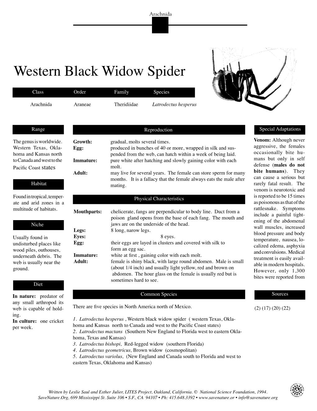 Western Black Widow Spider