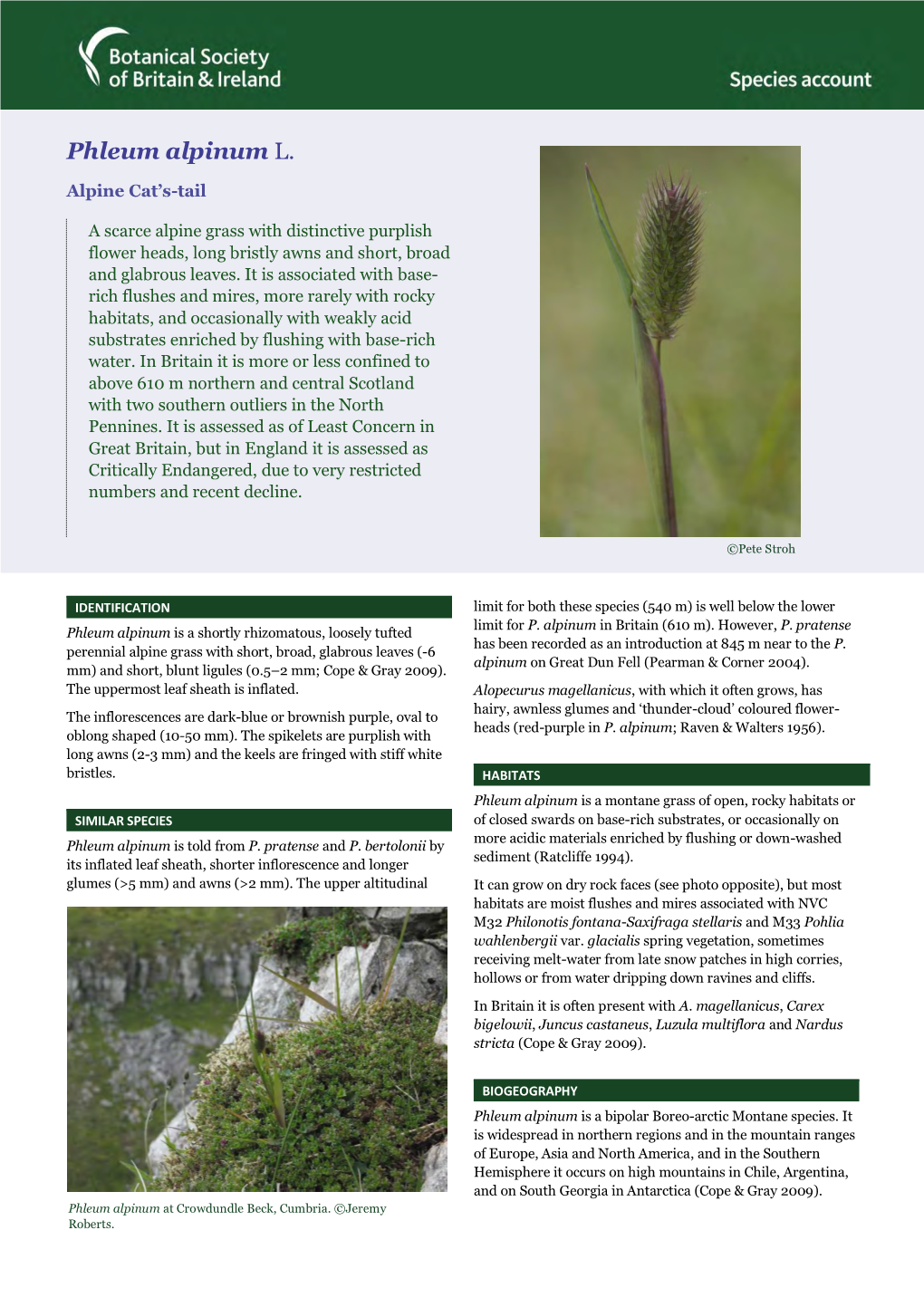 Phleum Alpinum L